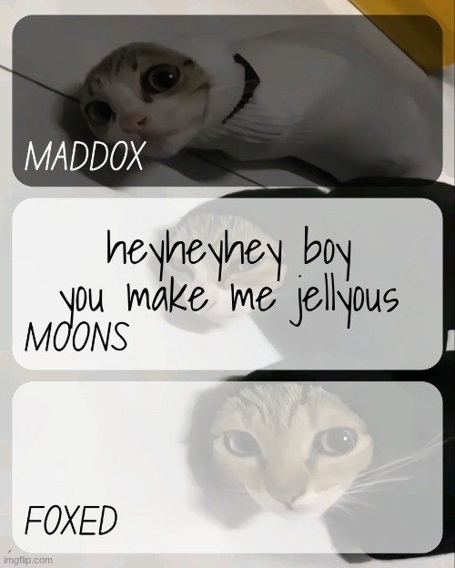 maddox, moons, n foxed kitty temp | heyheyhey boy you make me jellyous | image tagged in maddox moons n foxed kitty temp | made w/ Imgflip meme maker