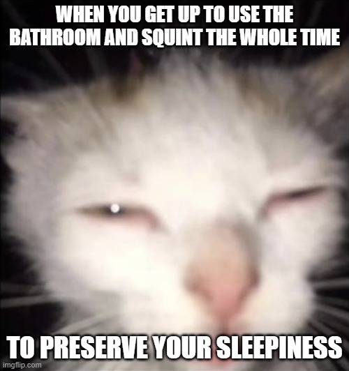 squinting cat | WHEN YOU GET UP TO USE THE BATHROOM AND SQUINT THE WHOLE TIME; TO PRESERVE YOUR SLEEPINESS | image tagged in squinting cat | made w/ Imgflip meme maker
