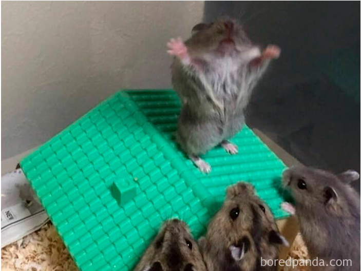 Preaching Hamster Blank Meme Template