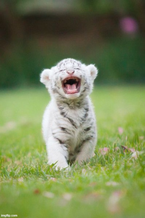 baby tiger roaring | image tagged in baby tiger roaring | made w/ Imgflip meme maker