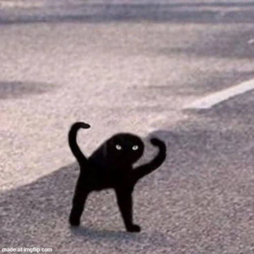 Cursed Cat | image tagged in cursed cat | made w/ Imgflip meme maker