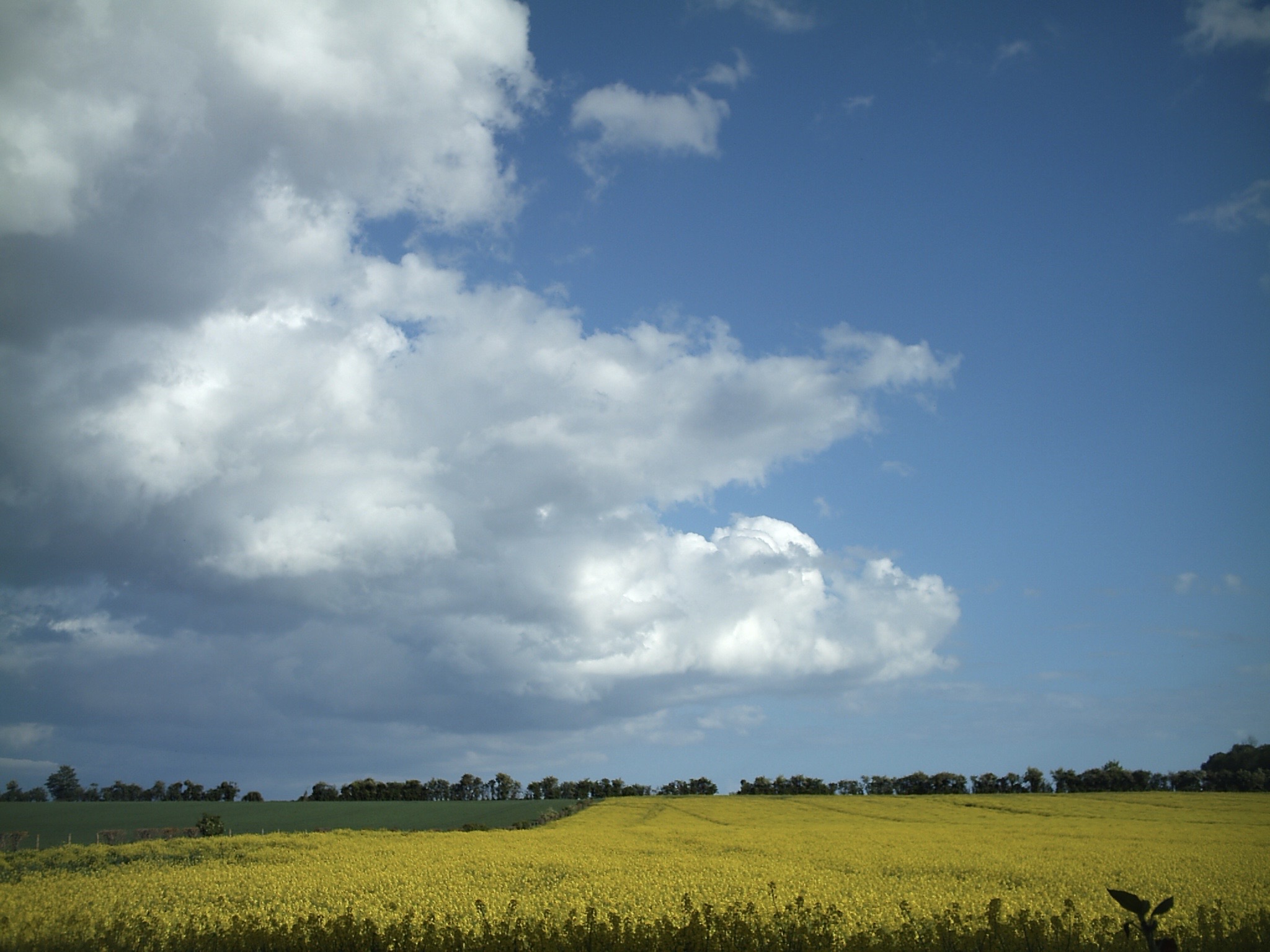 Cloud Wheat Mirror Image Mode Blank Meme Template