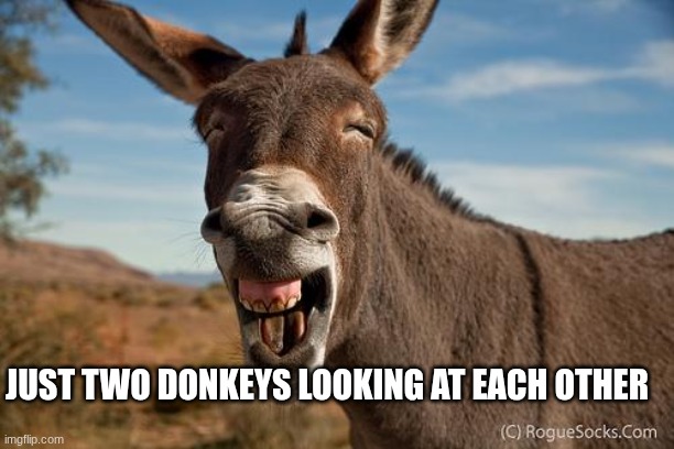 donkeys | JUST TWO DONKEYS LOOKING AT EACH OTHER | image tagged in donkey jackass braying | made w/ Imgflip meme maker