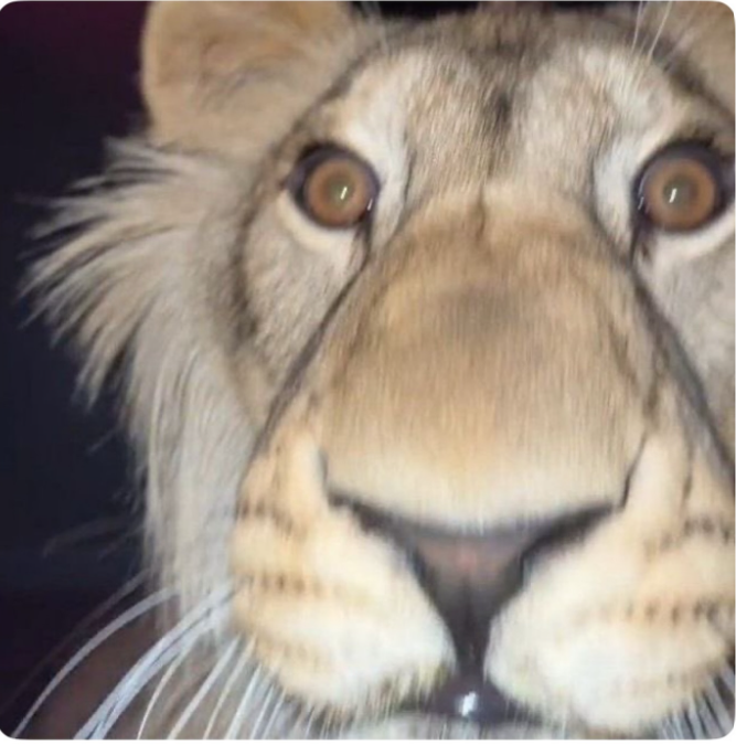 The lion actually concern Blank Meme Template