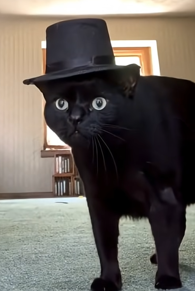 Sir Cat Blank Meme Template