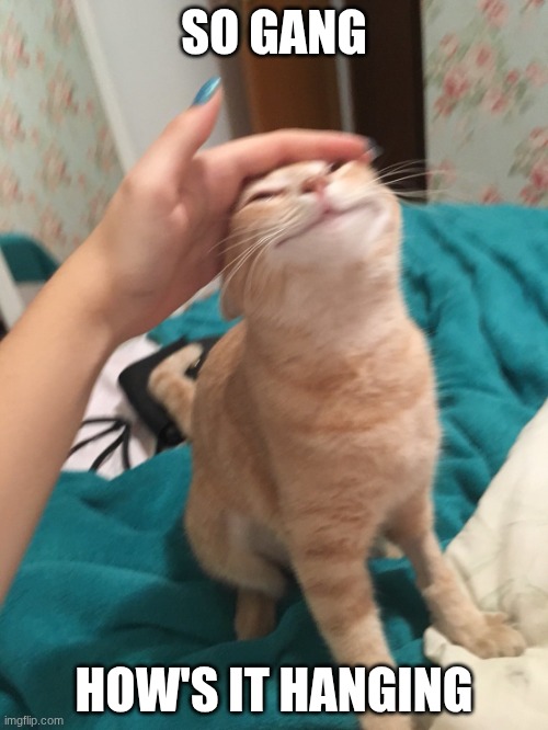 How's it going | SO GANG; HOW'S IT HANGING | image tagged in cat pat | made w/ Imgflip meme maker