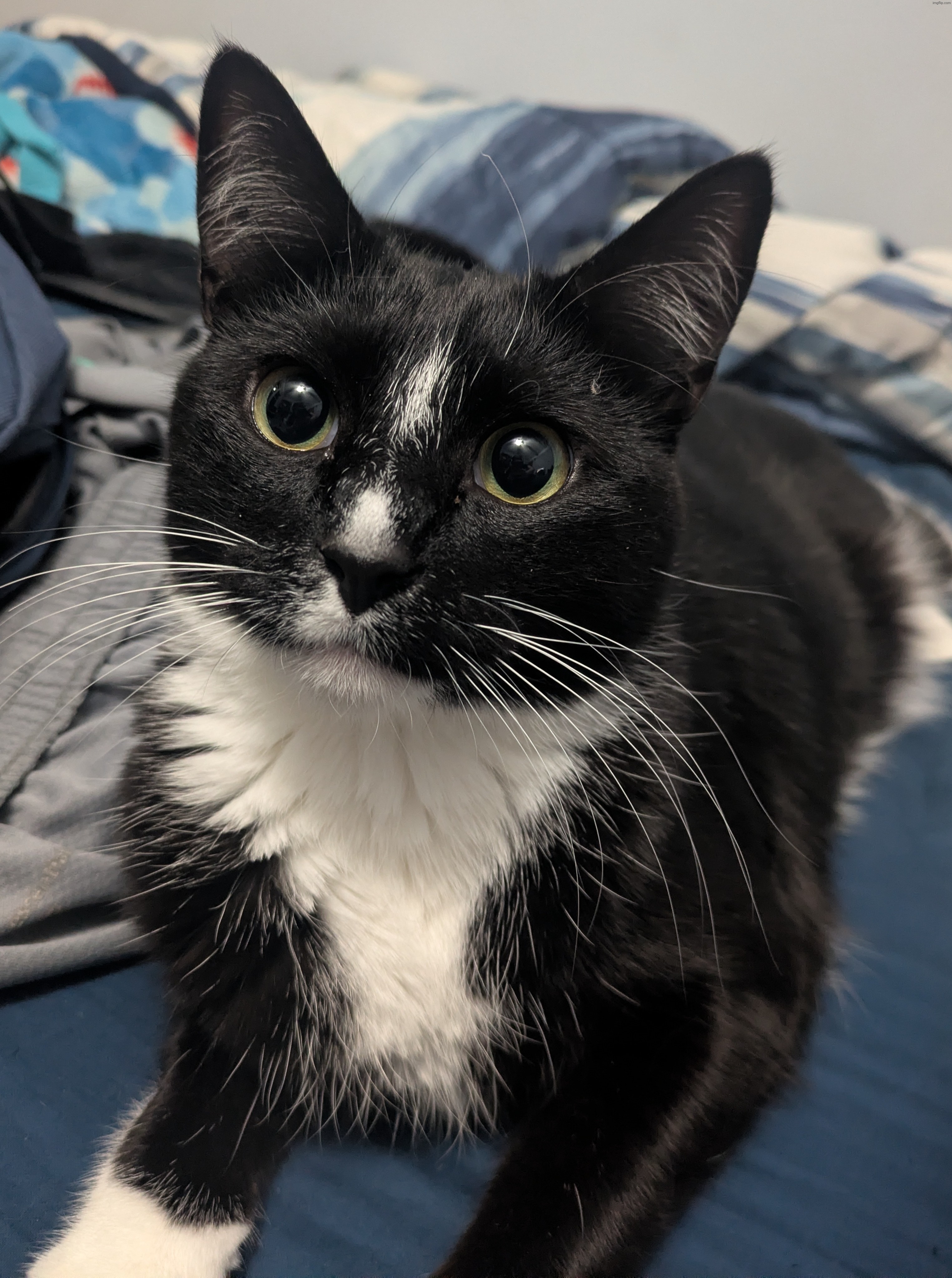 Piss cat ? | made w/ Imgflip meme maker