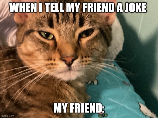 Cat | WHEN I TELL MY FRIEND A JOKE; MY FRIEND: | image tagged in cat | made w/ Imgflip meme maker