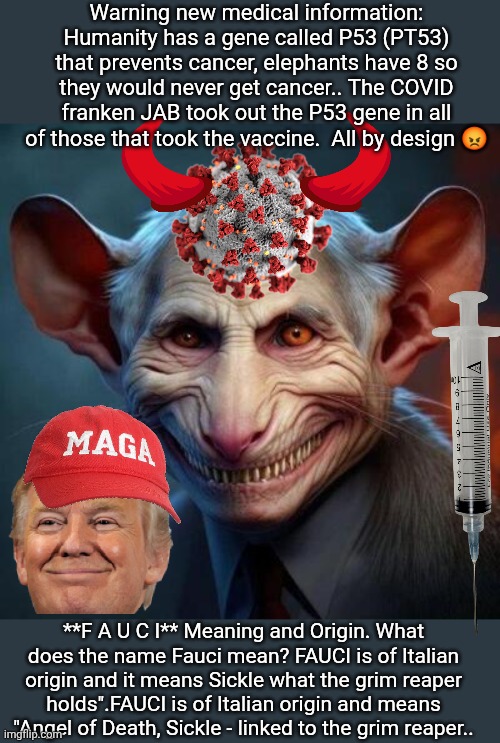 FAUCI angel of death ? | Warning new medical information:
Humanity has a gene called P53 (PT53) that prevents cancer, elephants have 8 so they would never get cancer.. The COVID franken JAB took out the P53 gene in all of those that took the vaccine.  All by design 😡; **F A U C I** Meaning and Origin. What does the name Fauci mean? FAUCI is of Italian origin and it means Sickle what the grim reaper holds".FAUCI is of Italian origin and means "Angel of Death, Sickle - linked to the grim reaper.. | image tagged in fauci rat,medical school,dr fauci,covid vaccine,uncle sam i want you to mask n95 covid coronavirus,donald trump memes | made w/ Imgflip meme maker