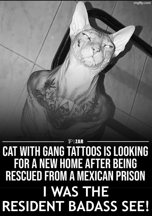 The Resident Badass | I WAS THE RESIDENT BADASS SEE! | image tagged in cats,funny cats,badass,tattoos,gangsters,prison | made w/ Imgflip meme maker