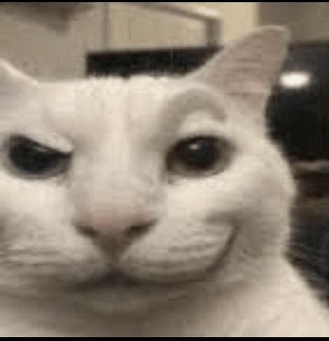 Cat raising eyebrow Blank Meme Template