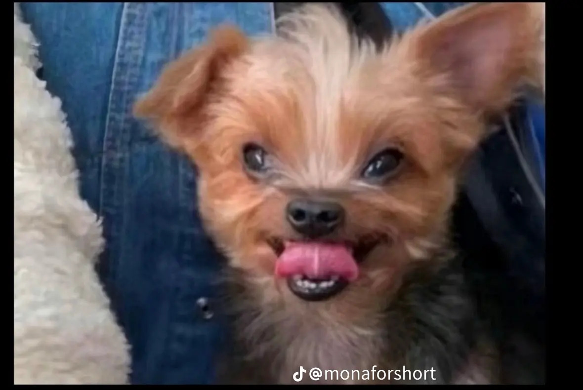 Dog happy Blank Meme Template