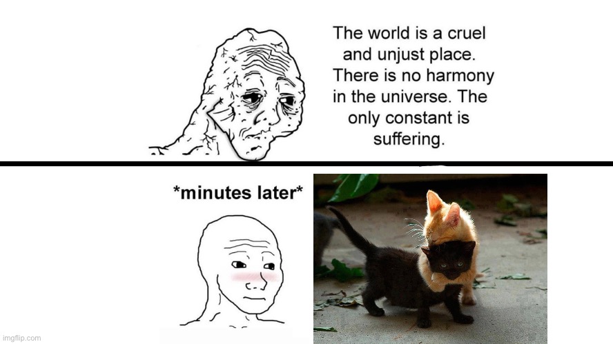 so adorable | image tagged in life is meaningless,msmg,kitty,kittens,cats | made w/ Imgflip meme maker