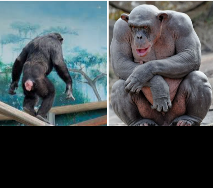 Funny Blank Meme Template