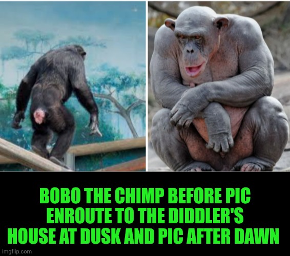 Funny | BOBO THE CHIMP BEFORE PIC ENROUTE TO THE DIDDLER'S HOUSE AT DUSK AND PIC AFTER DAWN | image tagged in funny,chimpanzee,p diddy,before and after,tonight we feast,booty warrior | made w/ Imgflip meme maker