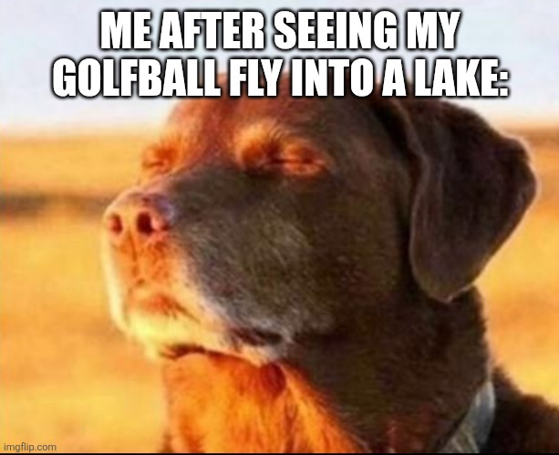 Dog looking at sunshine | ME AFTER SEEING MY GOLFBALL FLY INTO A LAKE: | image tagged in dog looking at sunshine | made w/ Imgflip meme maker