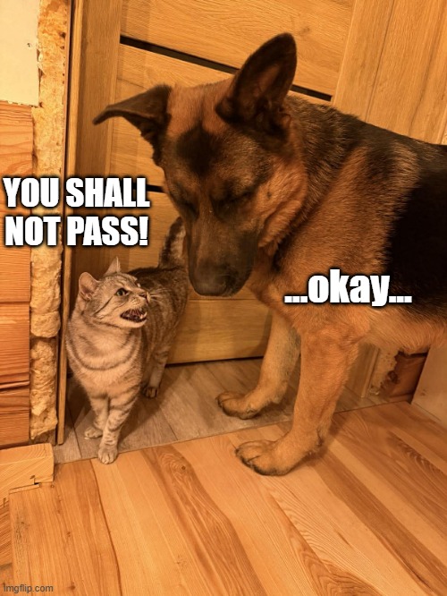 Gandalf vs Diego | YOU SHALL NOT PASS! ...okay... | image tagged in doggo,cat,gandalf | made w/ Imgflip meme maker