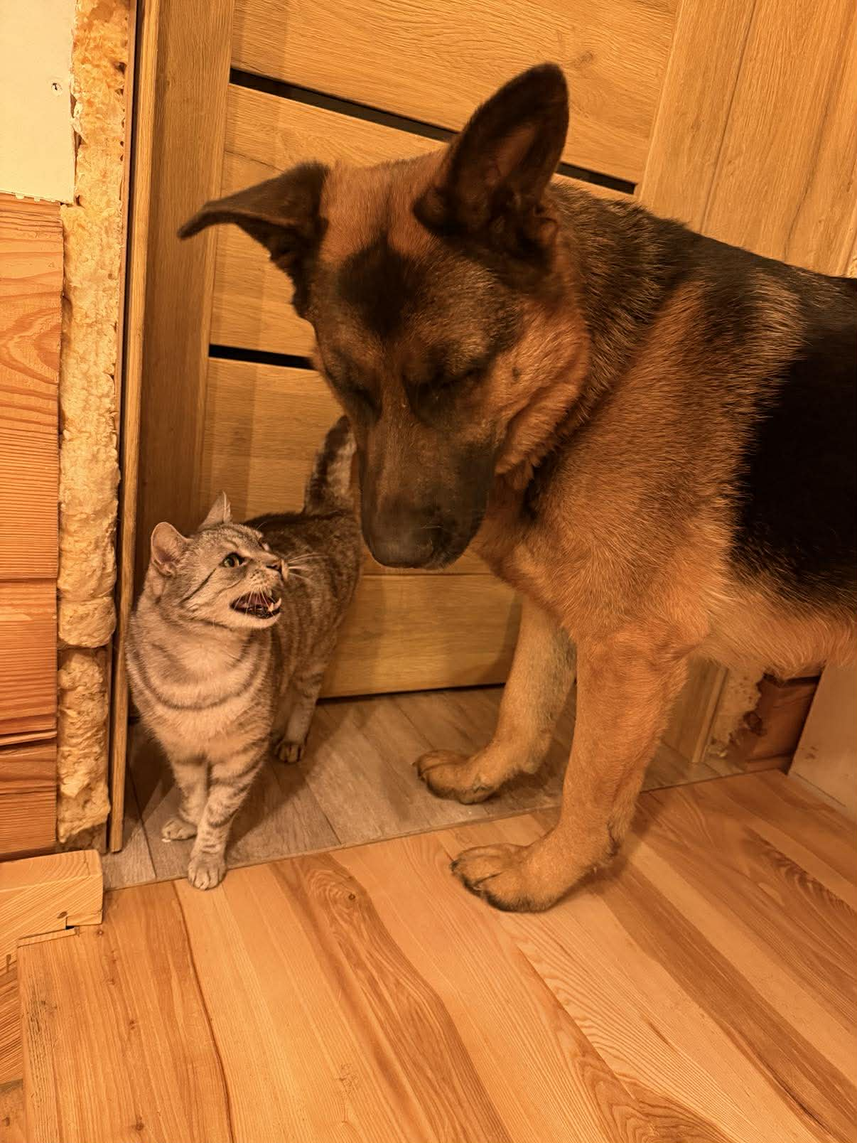 cat angry at dog Blank Meme Template