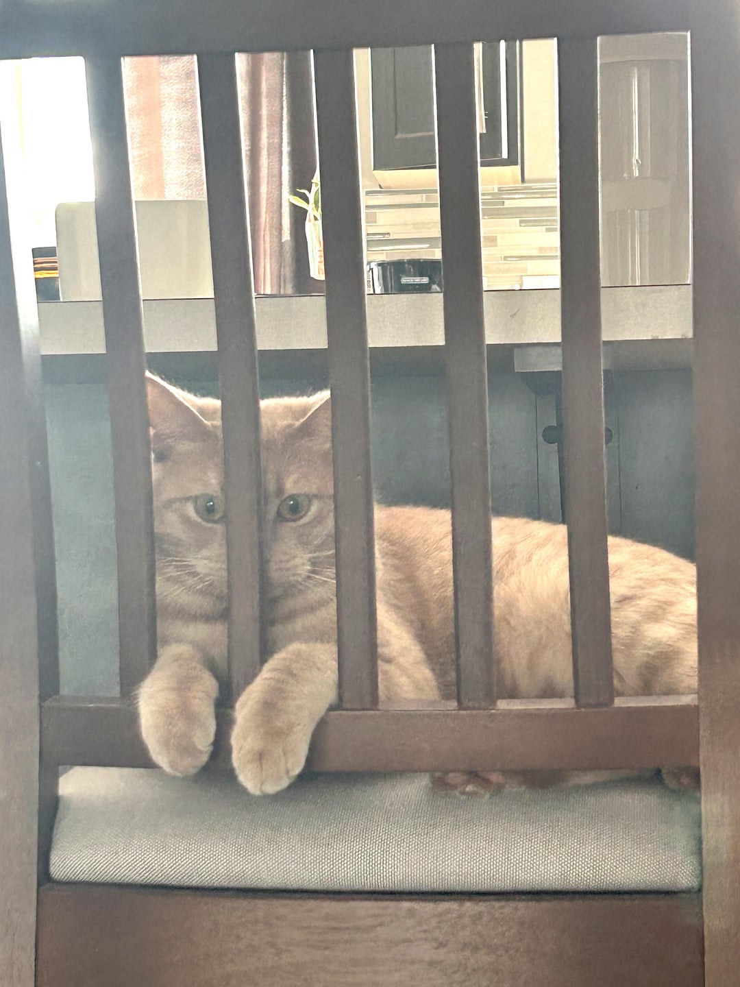 cat behind bars Blank Meme Template