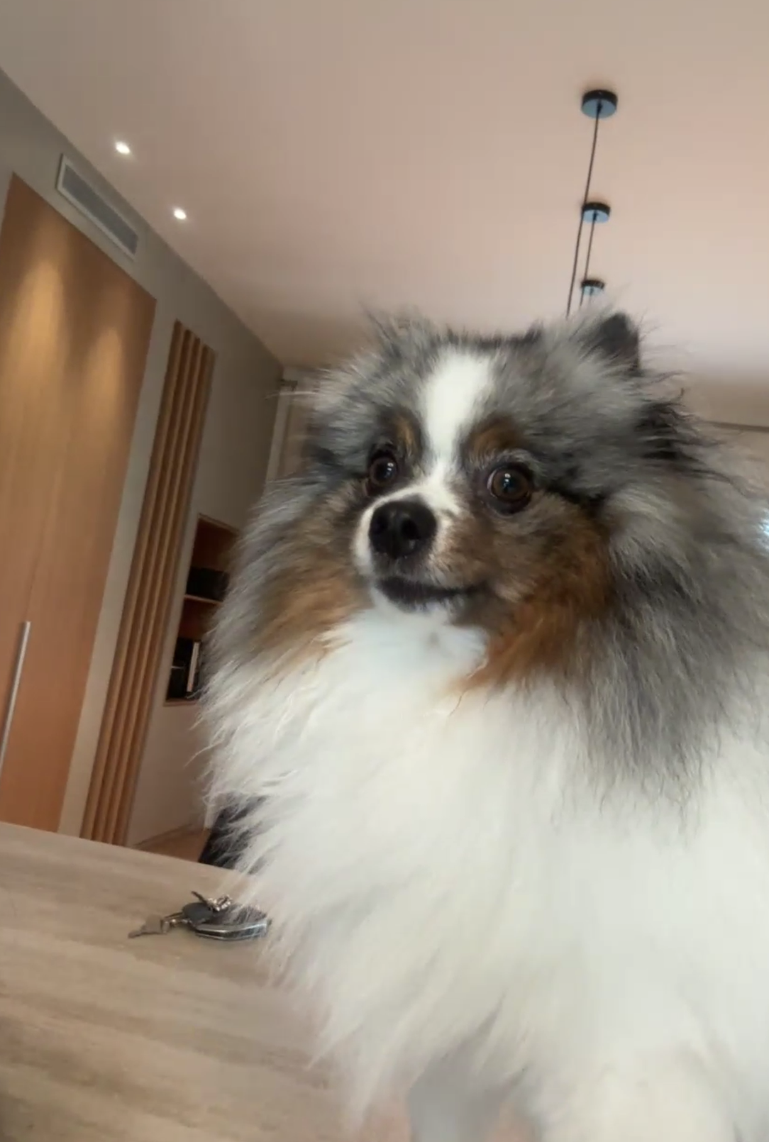 High Quality dog Blank Meme Template