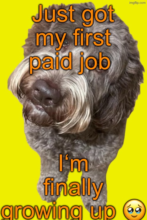 Northers Dog (Transparent) | Just got my first paid job; I‘m finally growing up 🥹 | image tagged in northers dog transparent | made w/ Imgflip meme maker