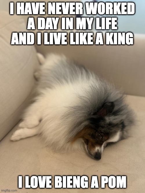 pom | I HAVE NEVER WORKED A DAY IN MY LIFE
AND I LIVE LIKE A KING; I LOVE BIENG A POM | made w/ Imgflip meme maker