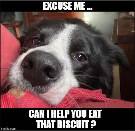 What A Kind Dog ! | EXCUSE ME ... CAN I HELP YOU EAT 
THAT BISCUIT ? | image tagged in dogs,border collie,help,biscuits | made w/ Imgflip meme maker