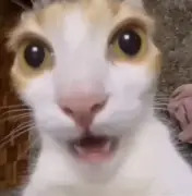 Shocked Kitty Blank Meme Template