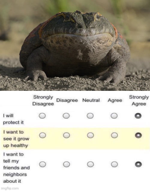 Beelzebufo, The Devil Toad | image tagged in memes,animal meme,frog,funny,lol,humor | made w/ Imgflip meme maker