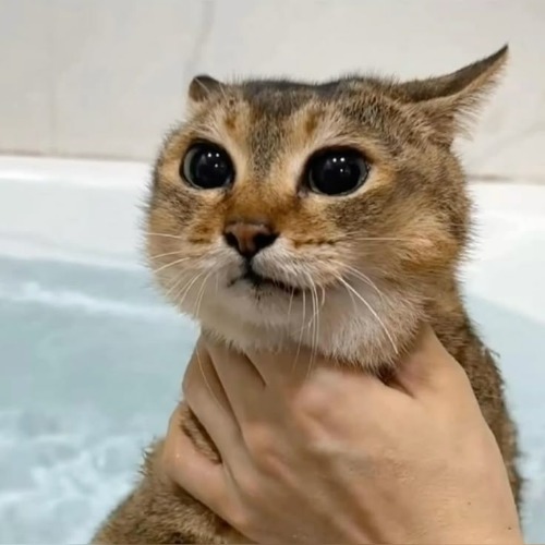 braindead cat theory | made w/ Imgflip meme maker