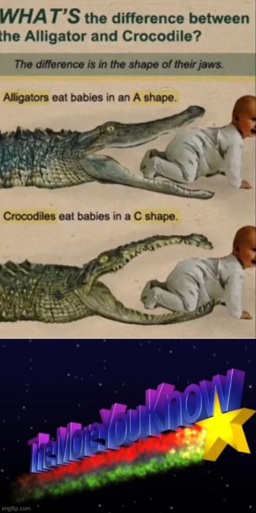 a group of aligators is called a congregation | image tagged in funny,memes,the more you know,aligator | made w/ Imgflip meme maker