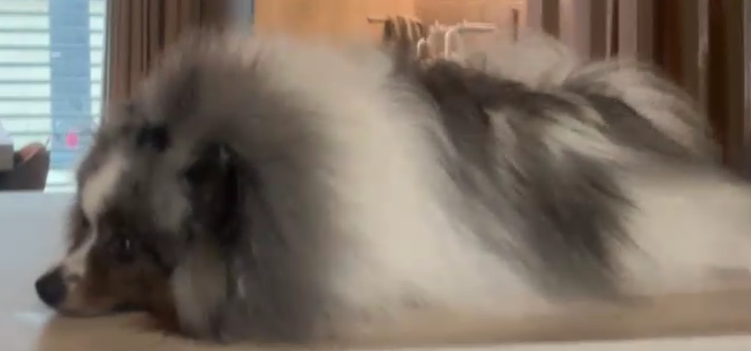 High Quality dog Blank Meme Template