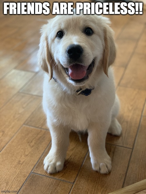 Friends | FRIENDS ARE PRICELESS!! | image tagged in marvel the golden retriever | made w/ Imgflip meme maker