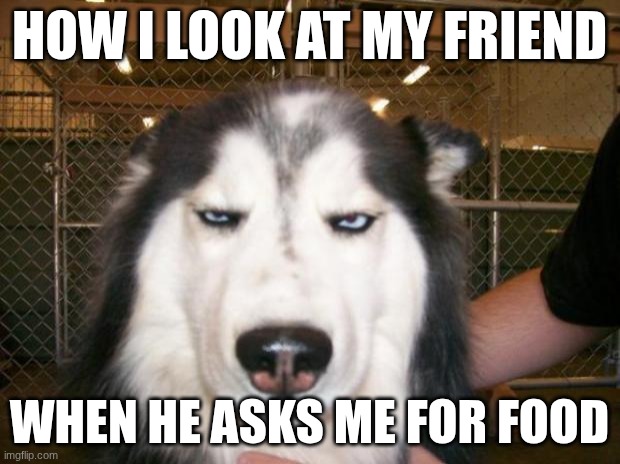 Annoyed Dog | HOW I LOOK AT MY FRIEND; WHEN HE ASKS ME FOR FOOD | image tagged in annoyed dog | made w/ Imgflip meme maker