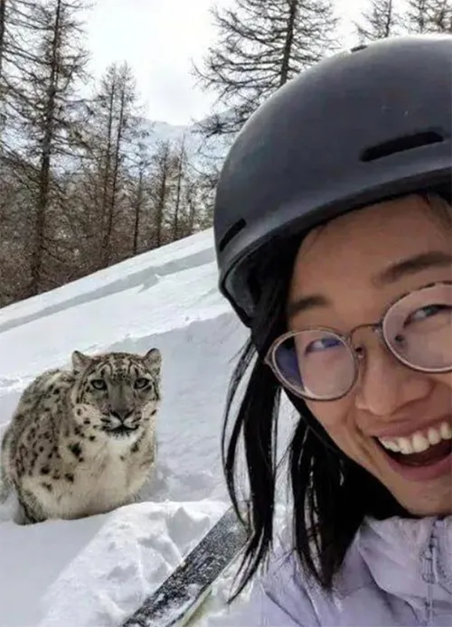 Snow Leopard Blank Meme Template