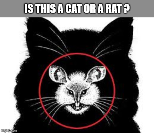 So, is this a cat or a rat ? | IS THIS A CAT OR A RAT ? | image tagged in cat,kittens,funny,humor,optical illusion,rat | made w/ Imgflip meme maker