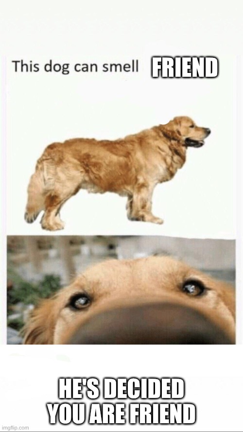 :D | FRIEND; HE'S DECIDED YOU ARE FRIEND | image tagged in this dog can smell | made w/ Imgflip meme maker