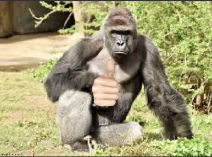 Harambe thumbs up | image tagged in harambe thumbs up | made w/ Imgflip meme maker