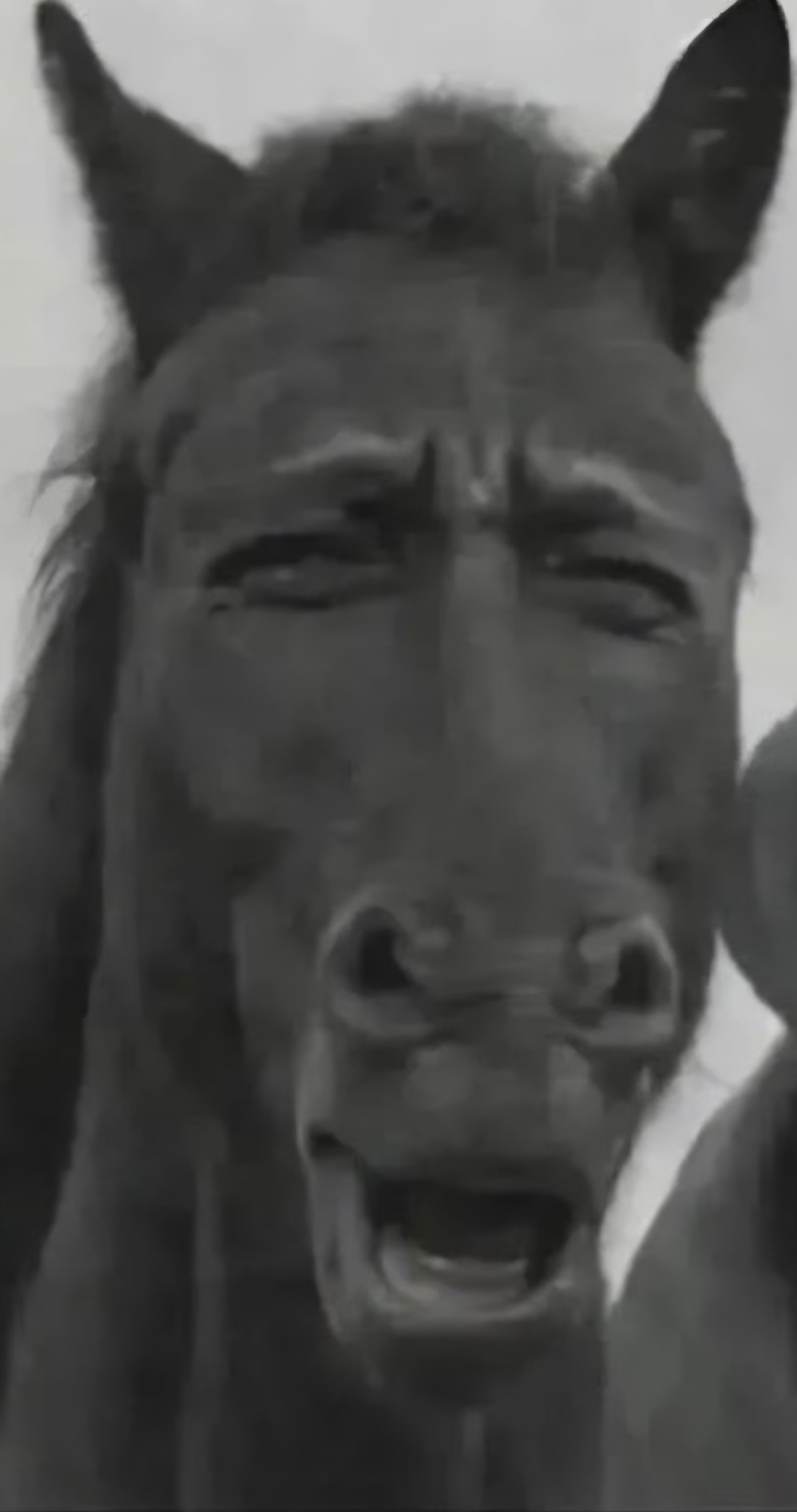 Funny Horse Blank Meme Template