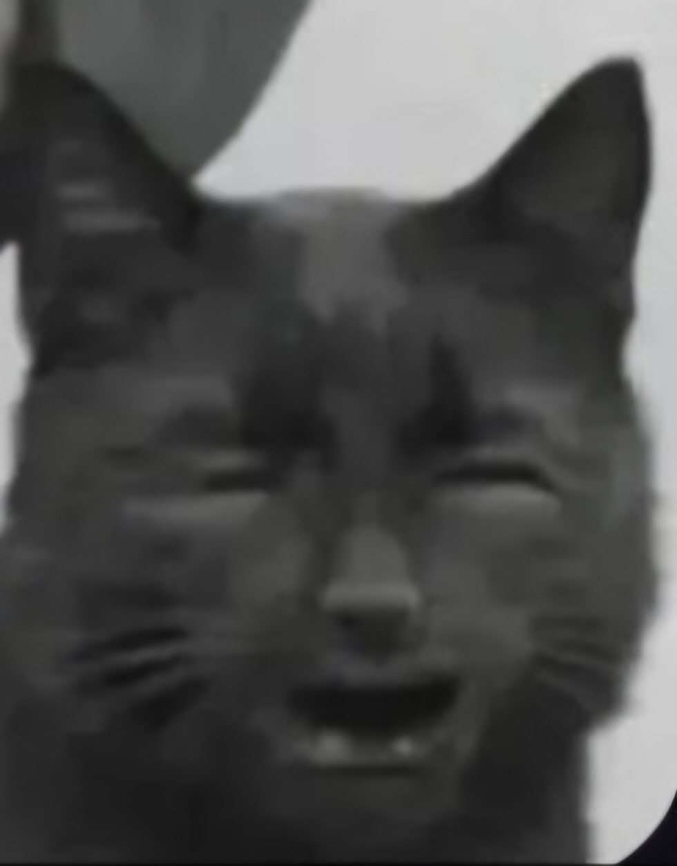 Funny Cat Blank Meme Template