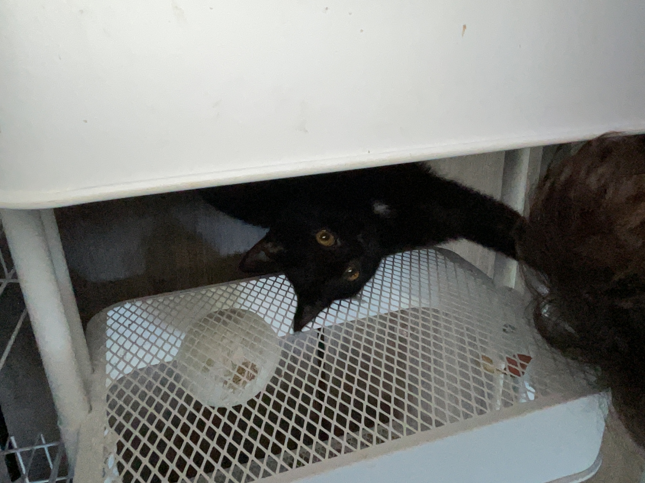 Kitty mad Blank Meme Template