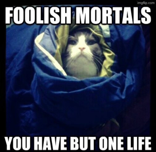 Foolish Mortals | image tagged in cats,funny cats,you dare oppose me mortal,evil overlord rules,you have sinned child prepare to feel the sweet embrace of death | made w/ Imgflip meme maker