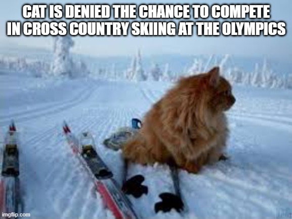 Cat isn't allowed to compete in cross country skiing at the Olympics. | CAT IS DENIED THE CHANCE TO COMPETE IN CROSS COUNTRY SKIING AT THE OLYMPICS | image tagged in cat,kittens,funny,olympics,skiing,humor | made w/ Imgflip meme maker