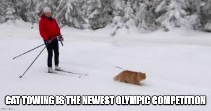 Being towed by cats is the latest event at the winter Olympics. | CAT TOWING IS THE NEWEST OLYMPIC COMPETITION | image tagged in cat,kitten,funny,humor,olympics,snow | made w/ Imgflip meme maker