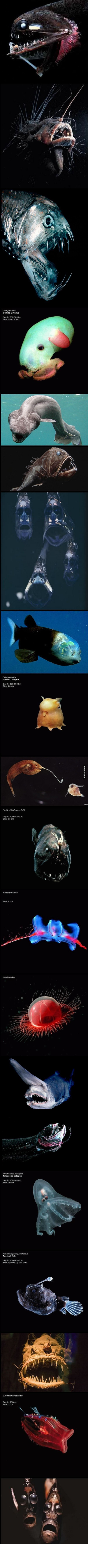 fishies Blank Meme Template