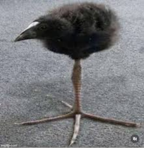 Damnation bird | image tagged in damnation bird | made w/ Imgflip meme maker