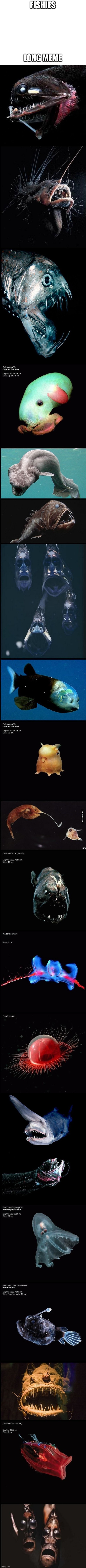 fishies | FISHIES; LONG MEME | image tagged in blank white template,fishies | made w/ Imgflip meme maker