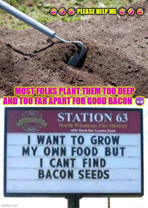 Bacon seeds: they smell bad before they germinate too | 😂🤣😅 PLEASE HELP ME 😂🤣😅; MOST FOLKS PLANT THEM TOO DEEP AND TOO FAR APART FOR GOOD BACON 😈 | image tagged in garden hoe,bacon,seeds,gardening,sprout,funny | made w/ Imgflip meme maker