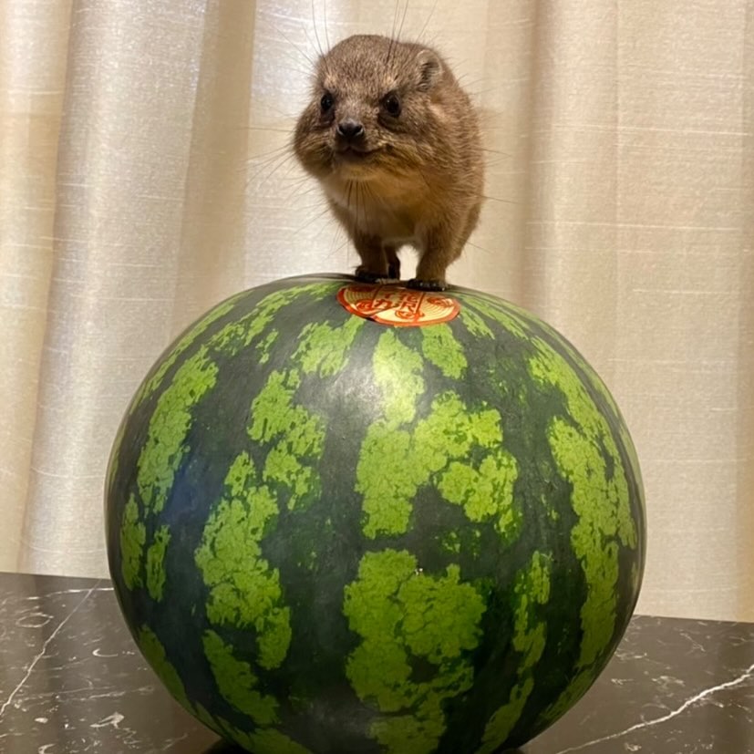 Creature atop watermelon Blank Meme Template