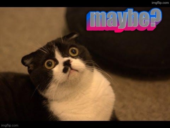 Cat Maybe | image tagged in cat maybe | made w/ Imgflip meme maker